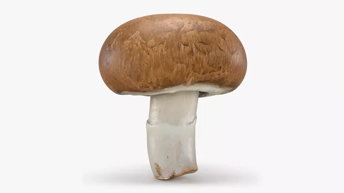 Mushroom Swiss Brown