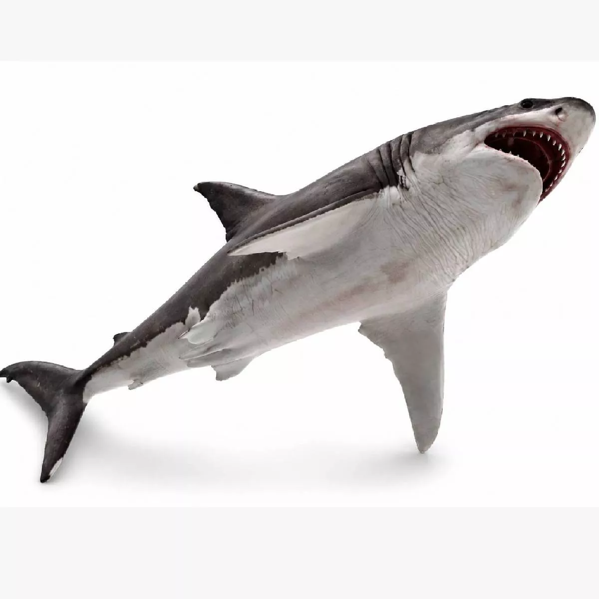 Great White Shark Low-poly 3D model