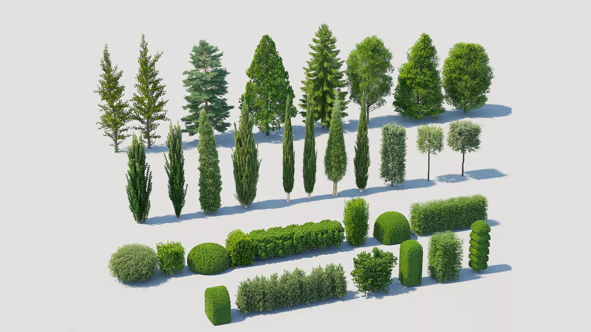 Evergreen Trees and Sculpted Shrubs 3D model