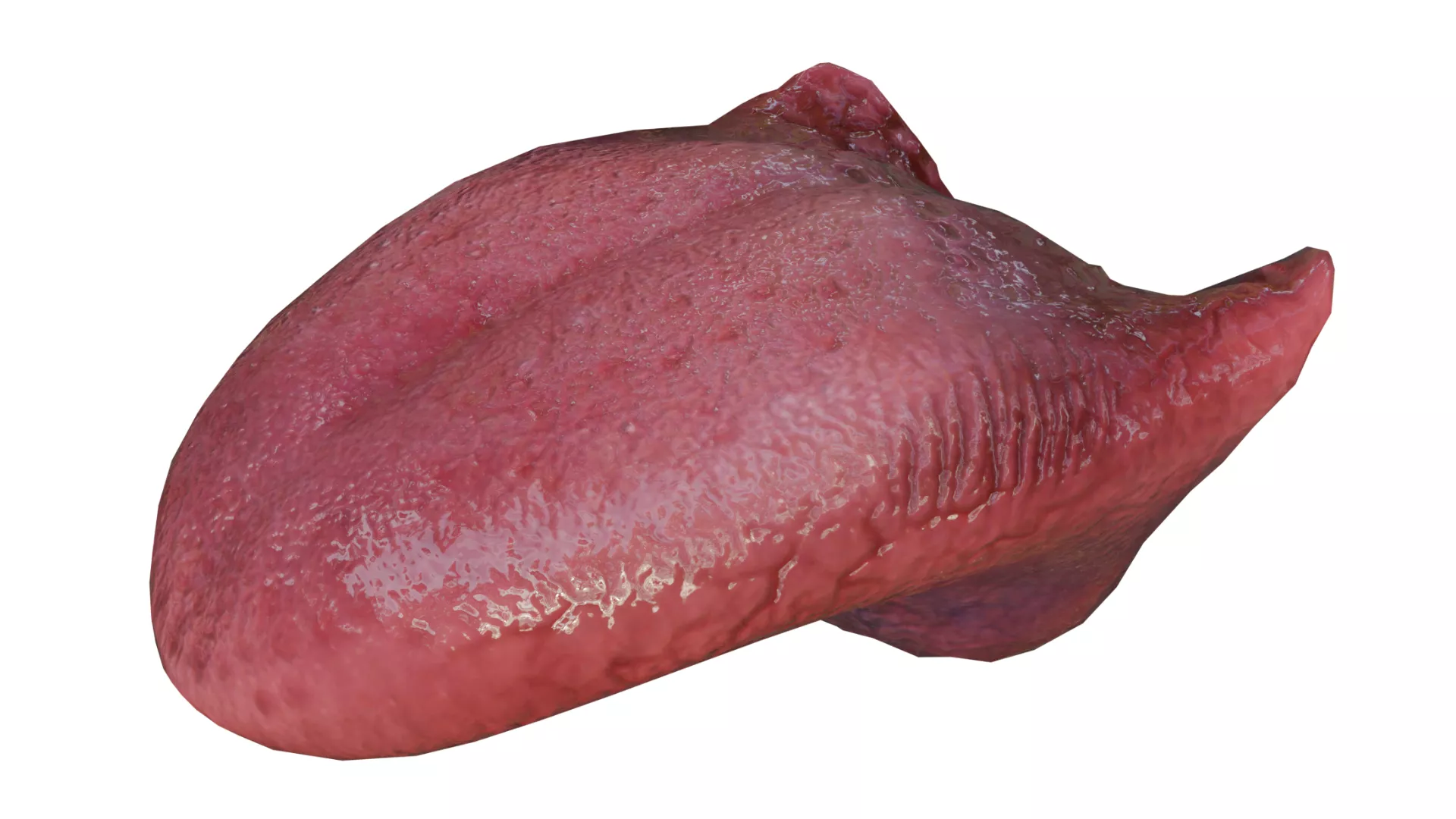 Human Tongue 3D Model 3D model