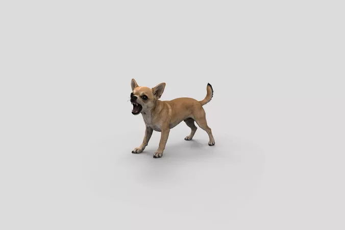  Realistic Chihuahua Barking Dog 3D Model