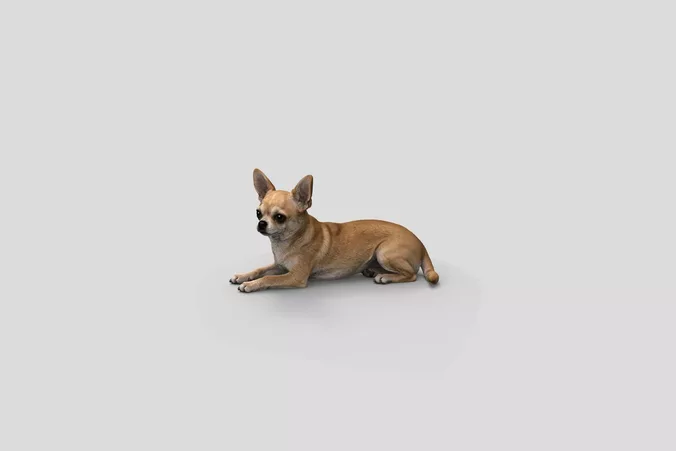  Realistic Chihuahua Lying Dog 3D Model