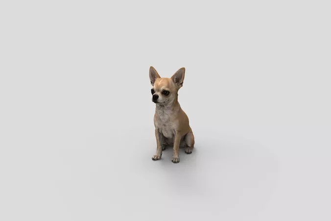  Realistic Chihuahua Sitting Dog 3D Model