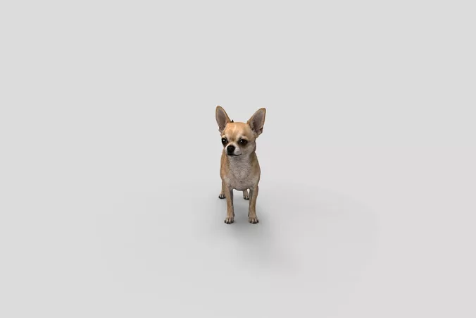  Realistic Chihuahua Standing Dog 3D Model