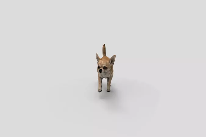  Realistic Chihuahua Walking Dog 3D Model