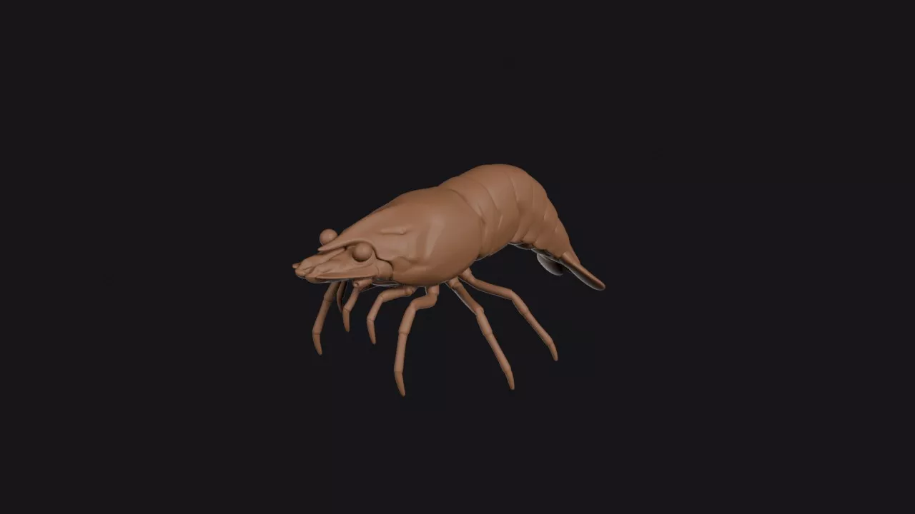 Shrimp 3D print model