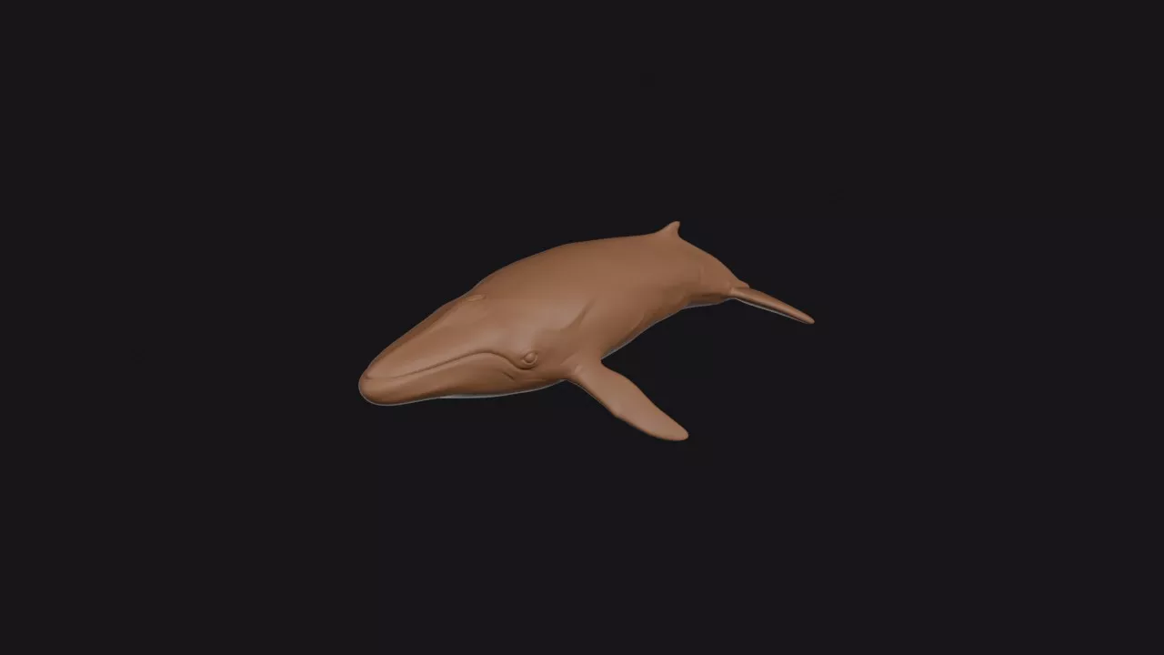 Fin Whale 3D print model