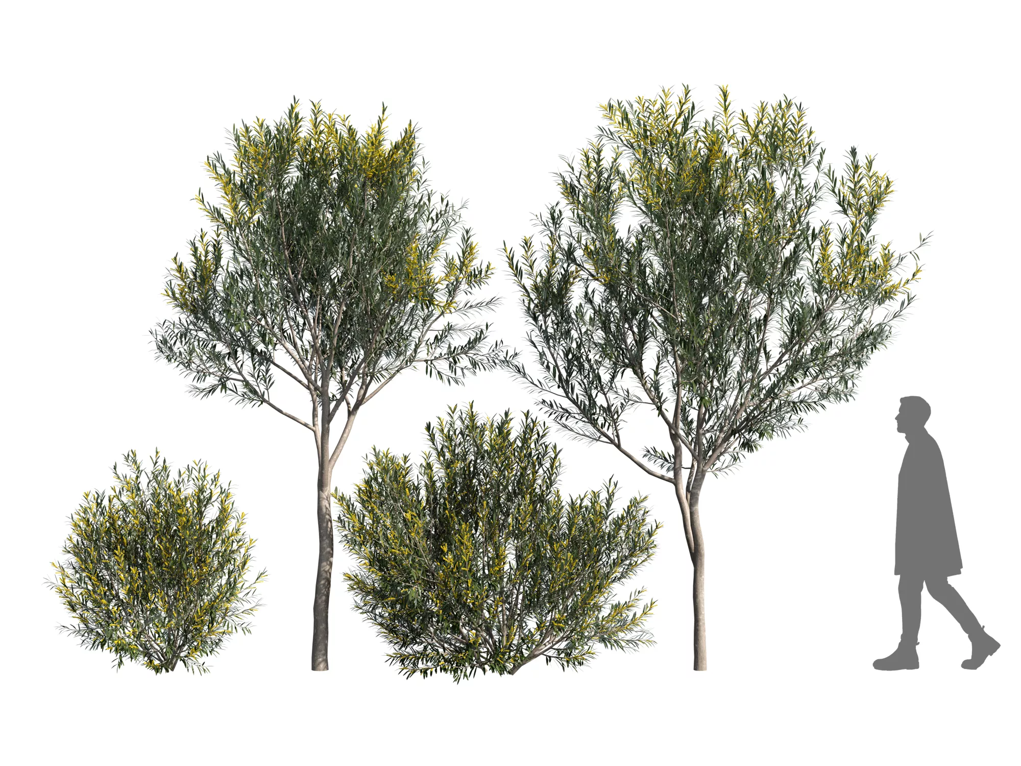 Plant Acacia Longifolia 3D model