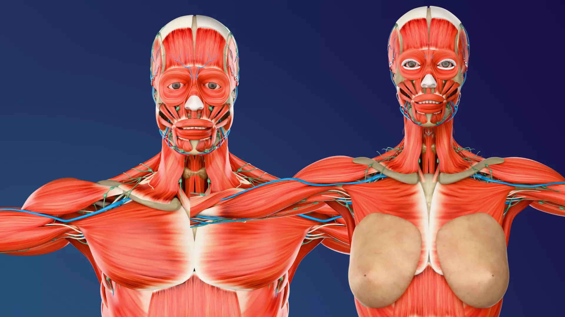 complete Male and Female anatomy Low-poly 3D model