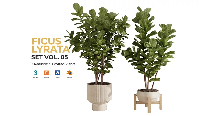 Ficus Lyrata Plant Set Vol 05