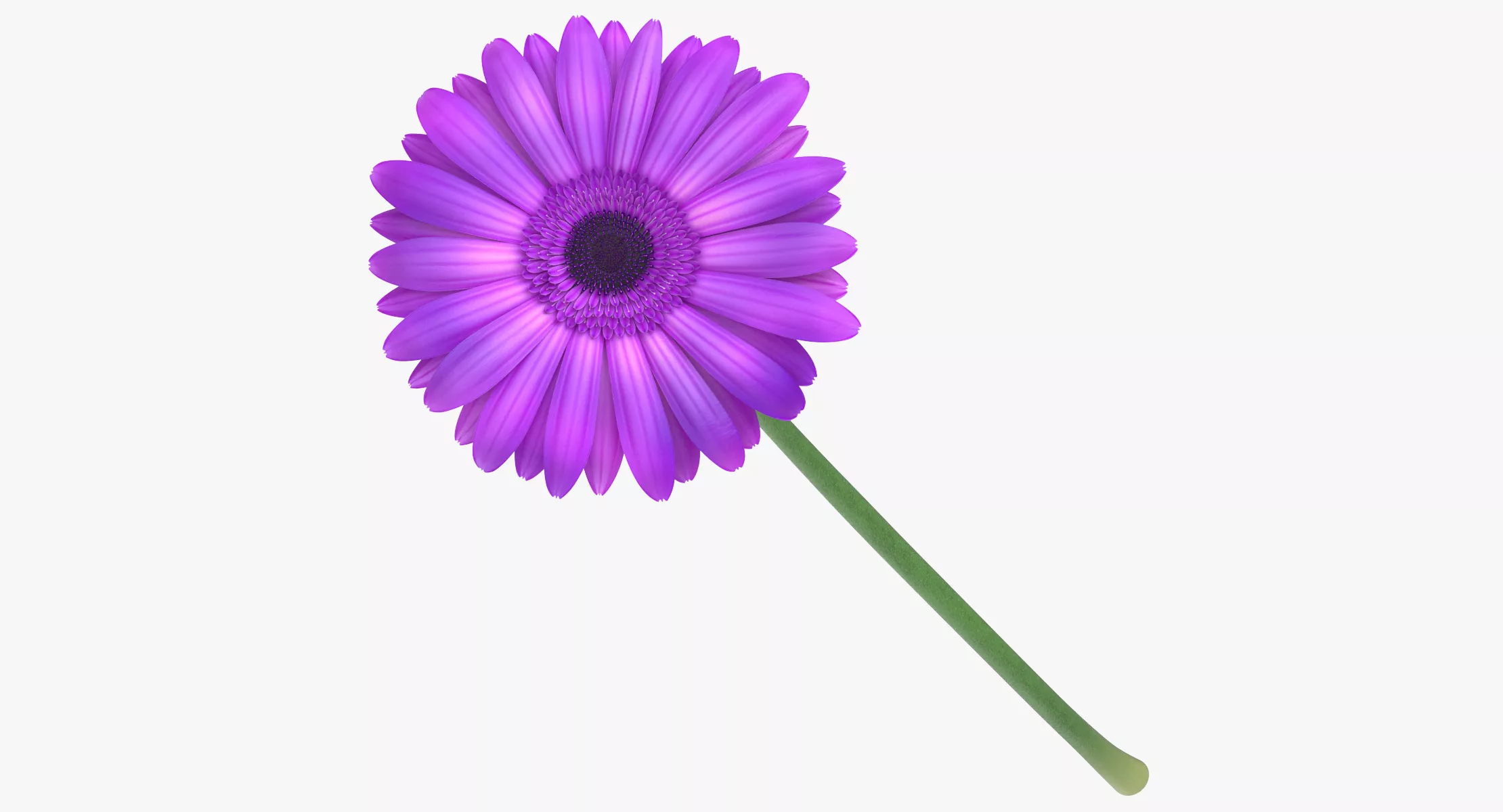 Gerbera - Purple 3D model