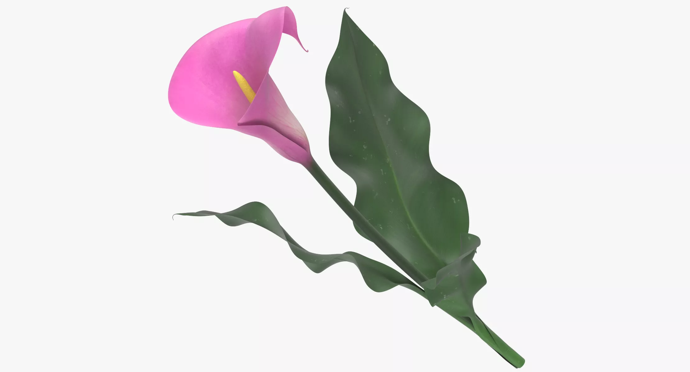 Zantedeschia - Pink 3D model