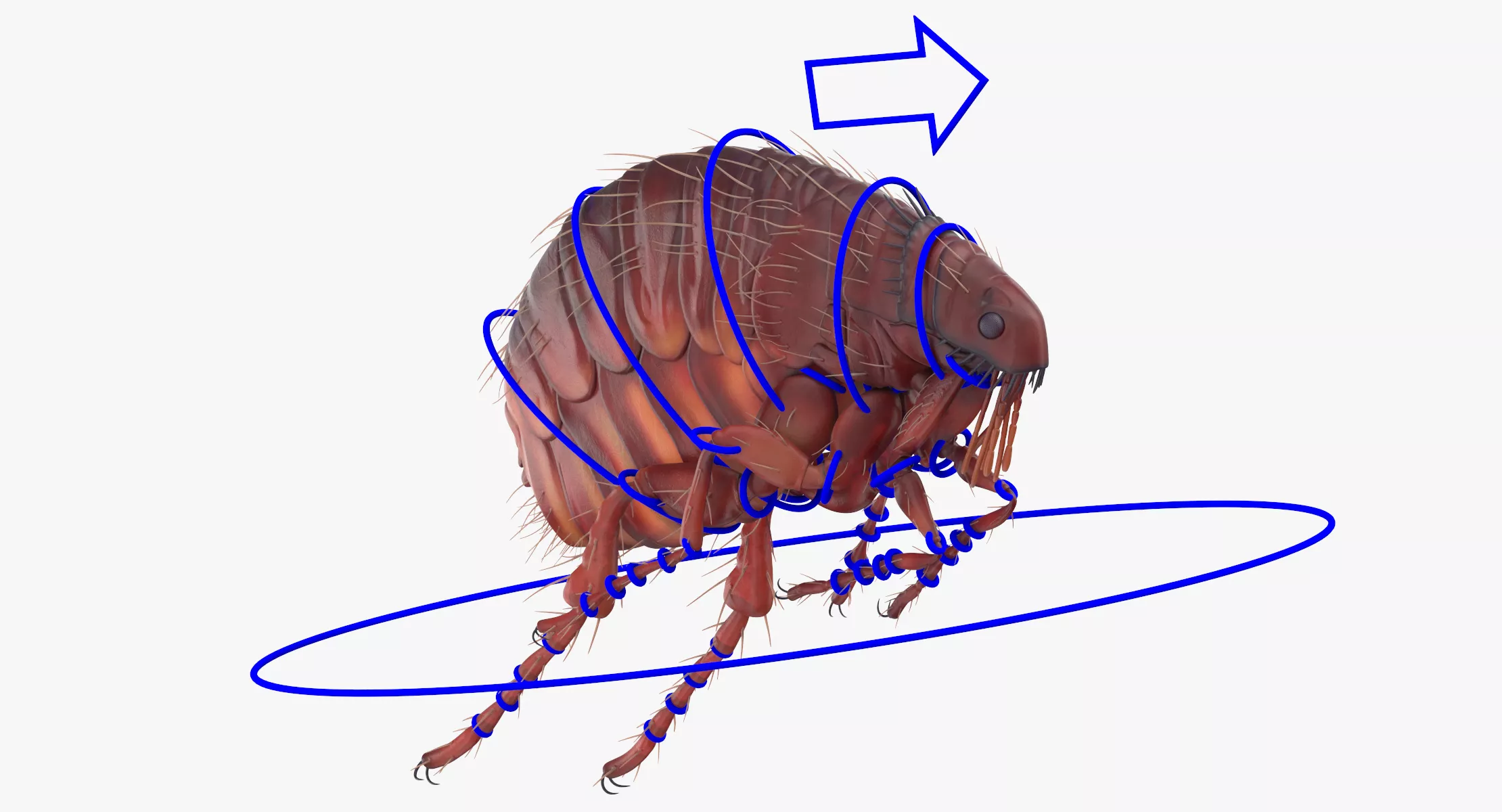 Flea Rigged 3D model