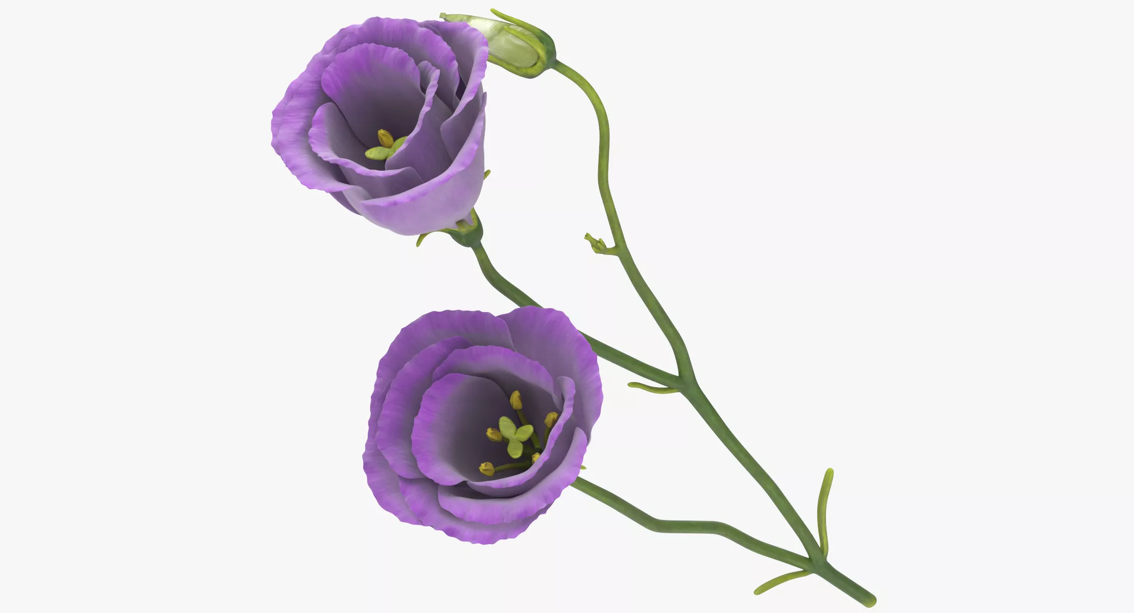 Eustoma - Purple 3D model