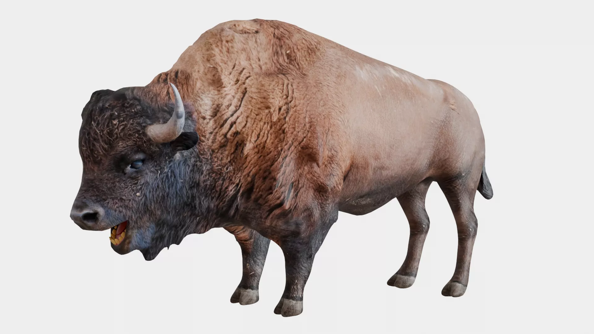 Bison Wild Ox Low-poly 3D model