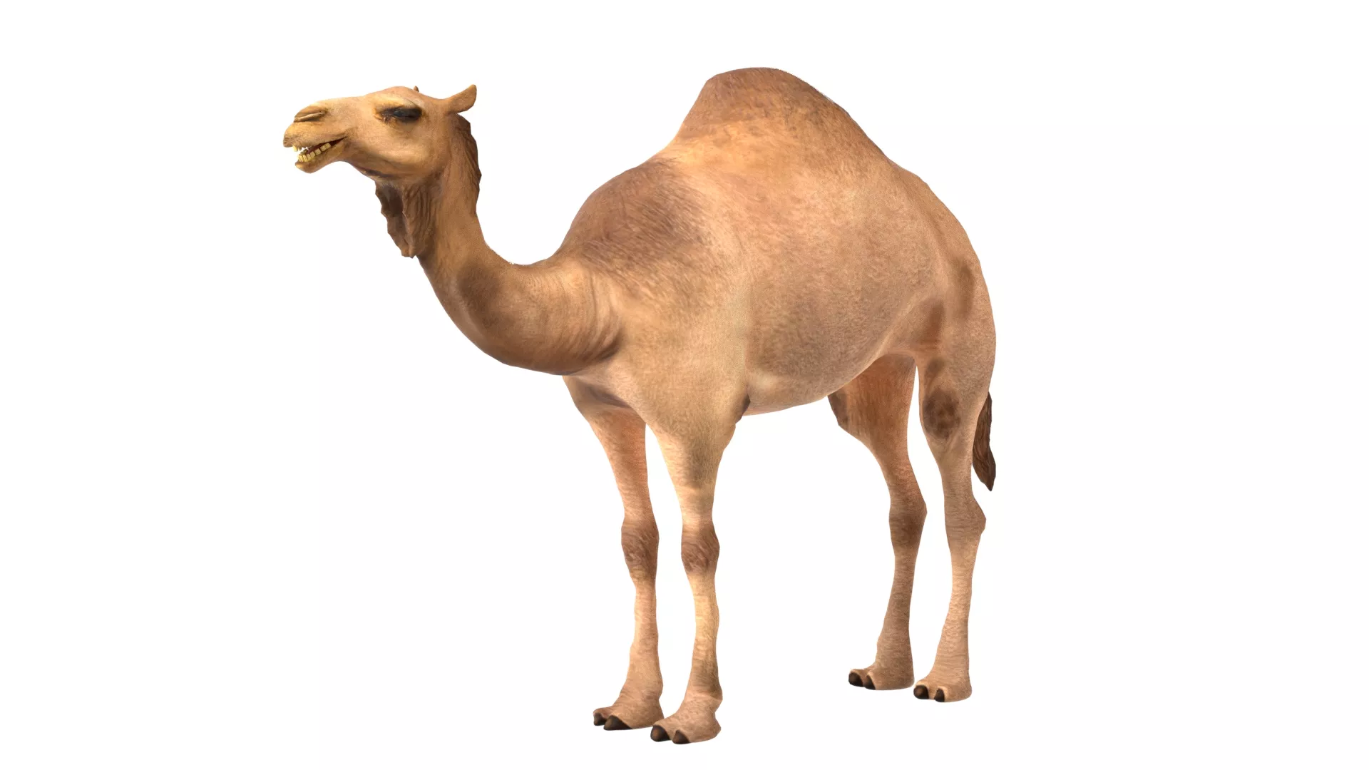 Camel Low-poly 3D model