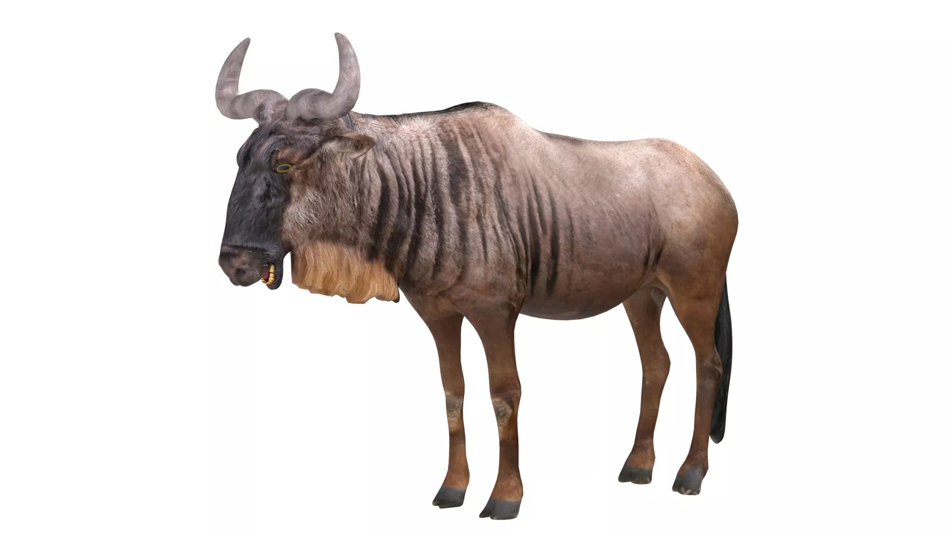 Wildebeest Low-poly 3D model
