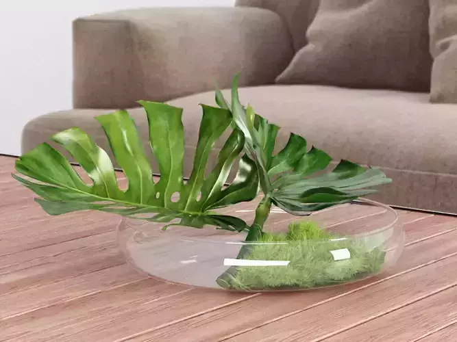 Philodendron Dianthus Vessel