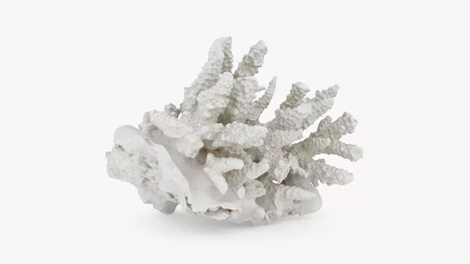 White Coral Reef 01