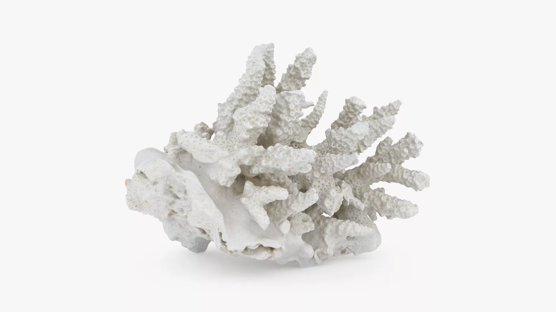 White Coral Reef 01 3D model