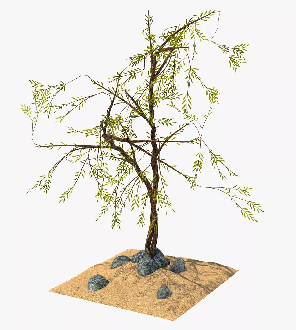 Exotic Plant Free 3D model