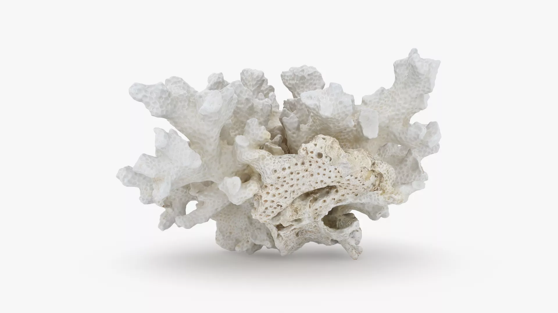 White Coral Reef 02 Low-poly 3D model
