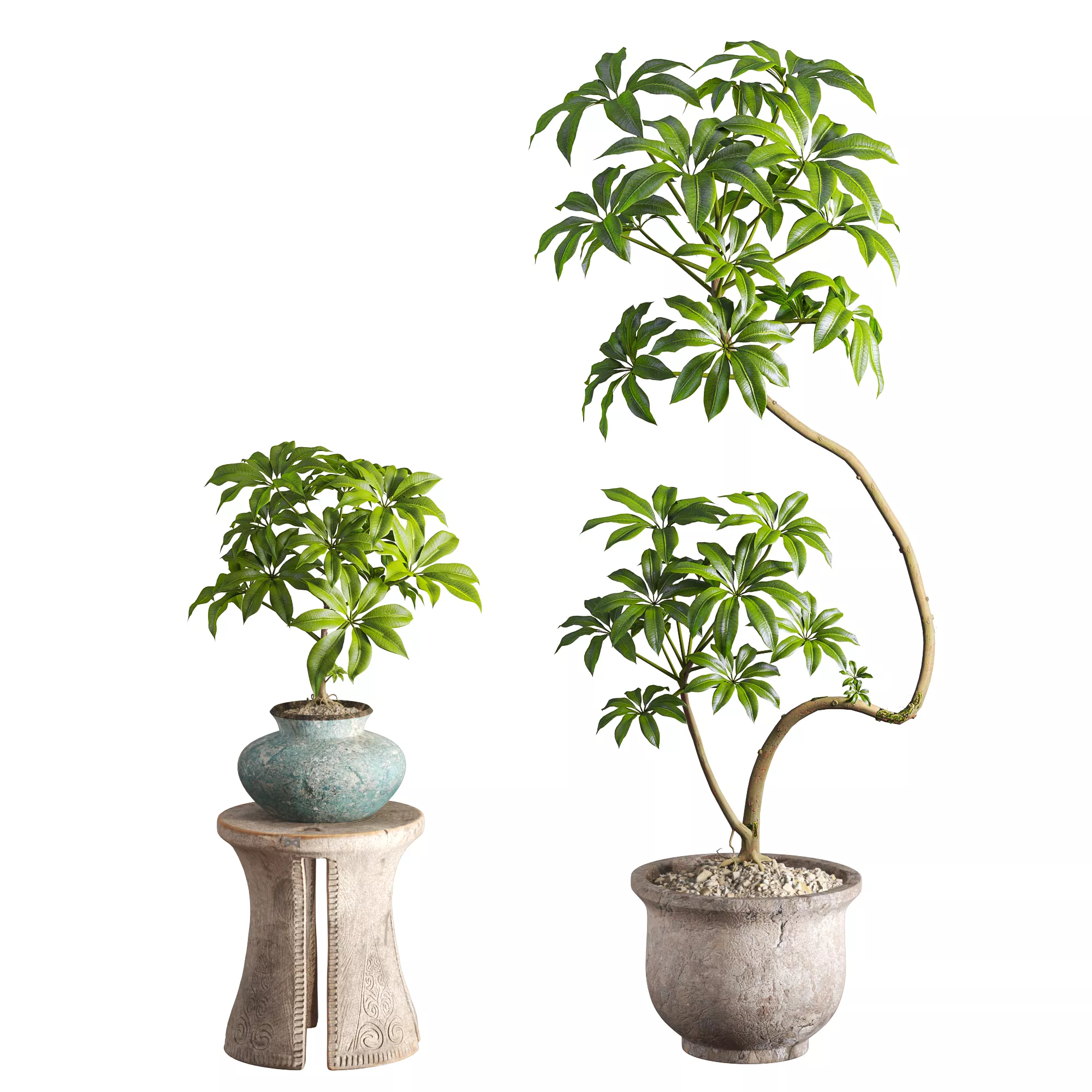 Schefflera Tree Clay Pot 3D model