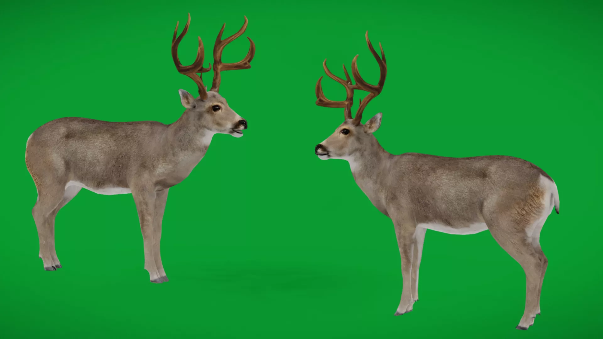 Mule Deer Game Ready Low-poly 3D model