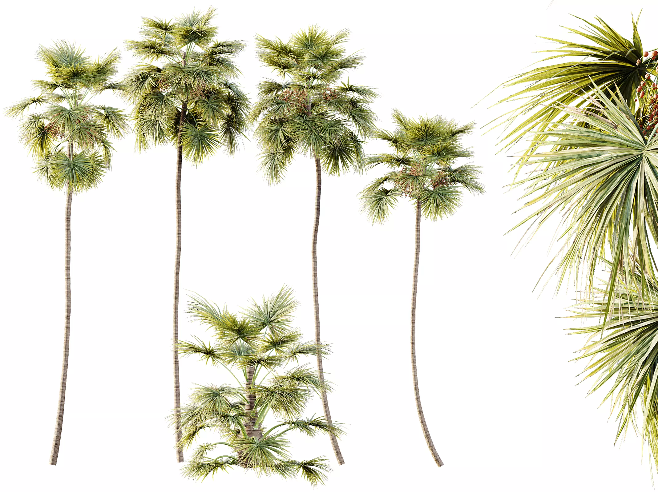 AV Plant Saribus Rotundifolius Palm Tree 01 3D model