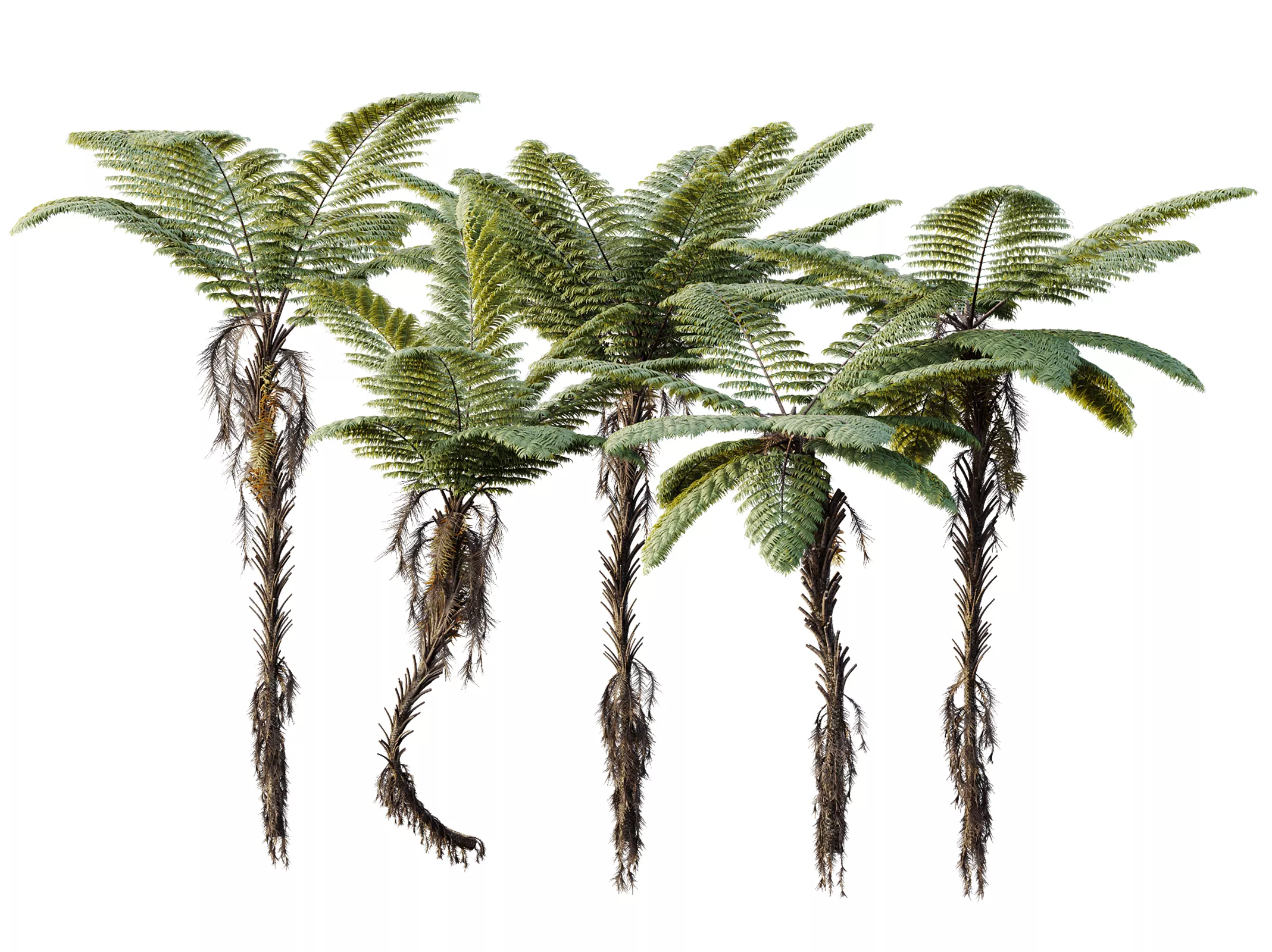 AV Plant Alsophila Spinulosa Fern Tree 01 3D model