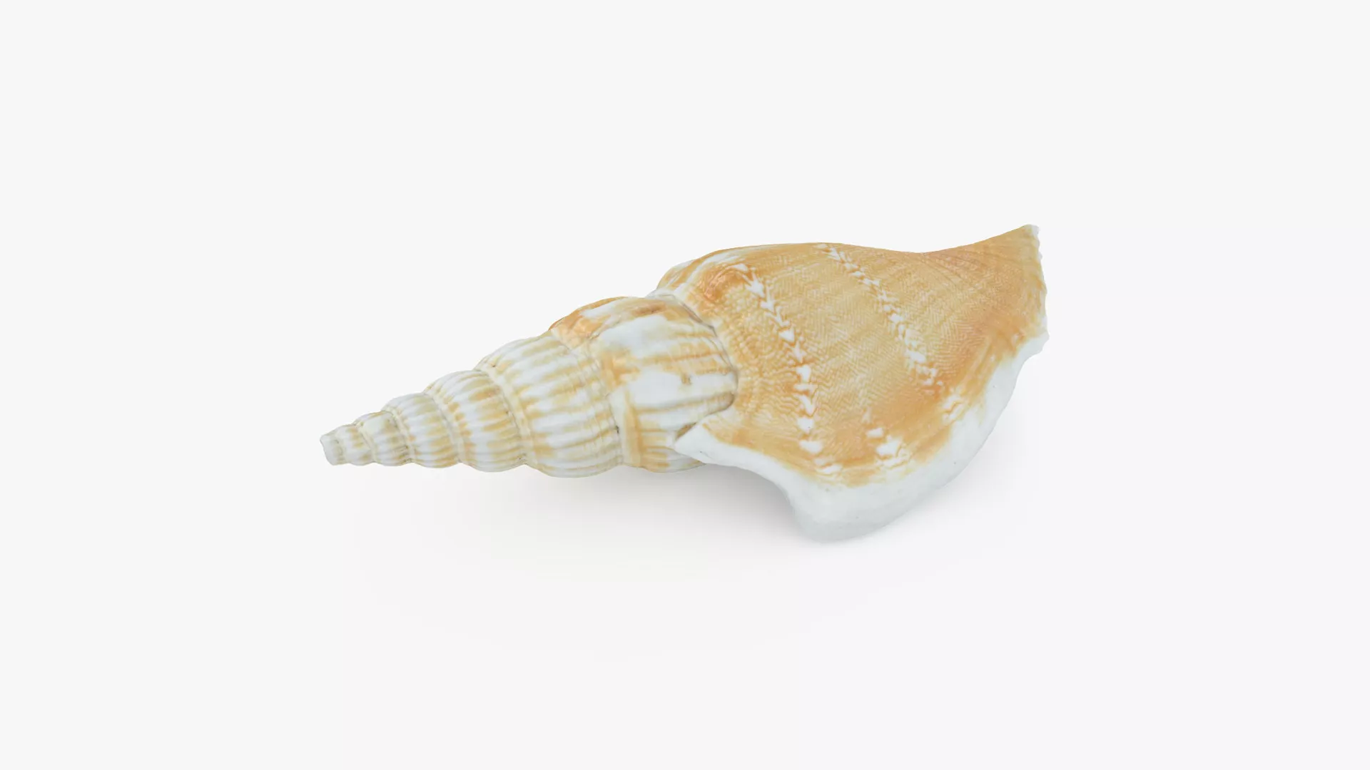 Doxander Vittatus Low-poly 3D model
