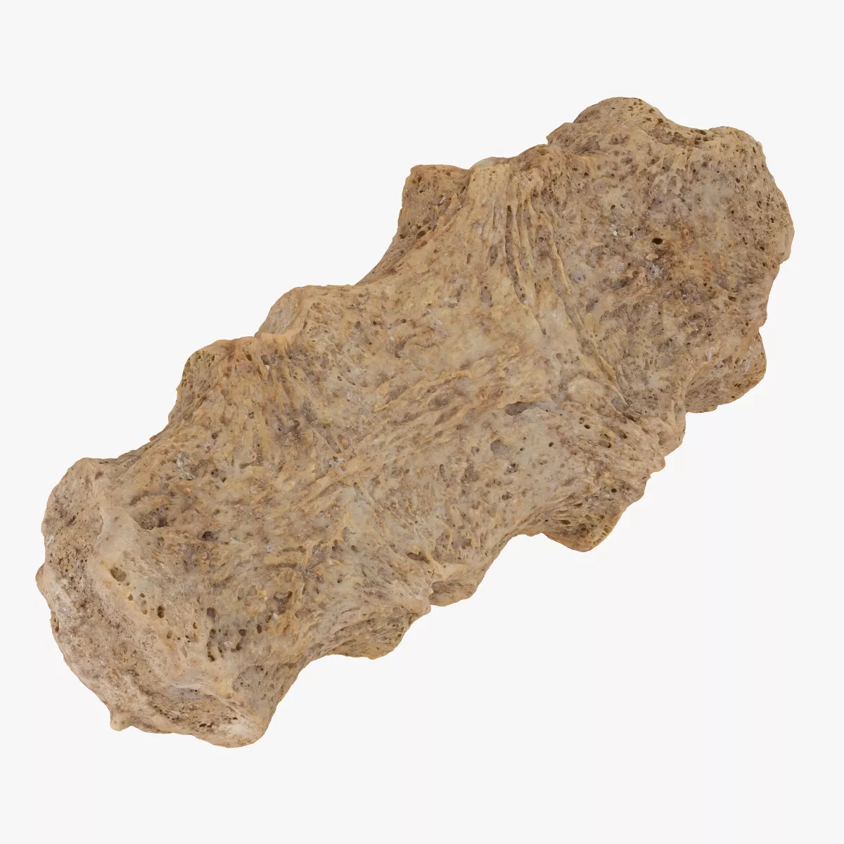 Real Child Sternum Brestbone 01 RAW SCAN 3D model