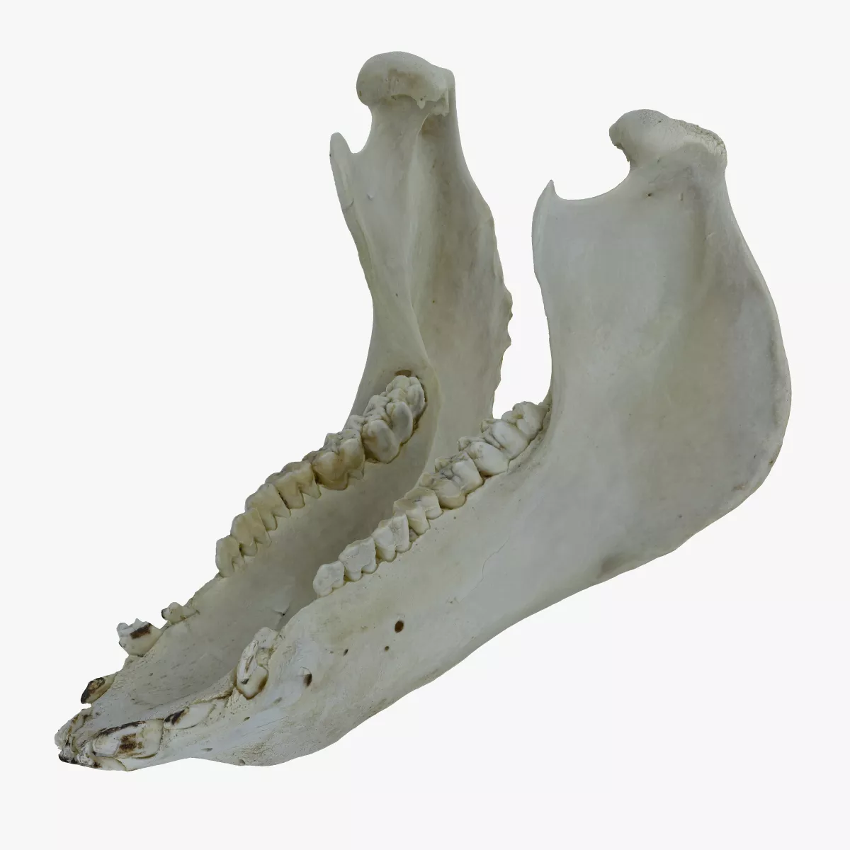 Domestic Pig Sus Domesticus Jaw 01 RAW SCAN 3D model