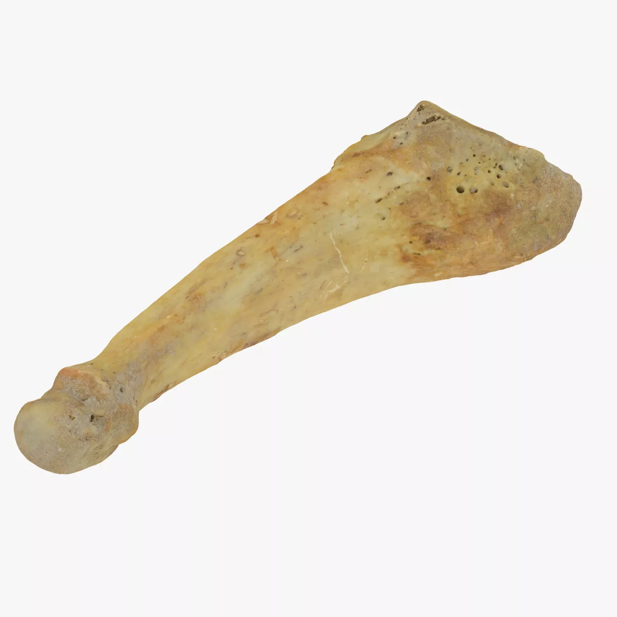 Real Fifth Metatarsal Bone 01 RAW SCAN 3D model