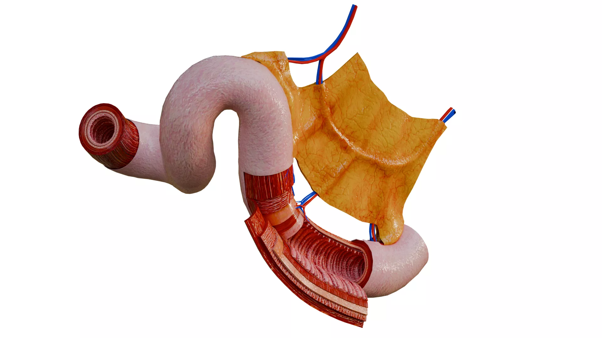 Small Intestine Anatomy Wall Layers Mesentery Low-poly 3D model