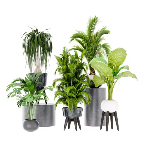 Tropical plants collection
