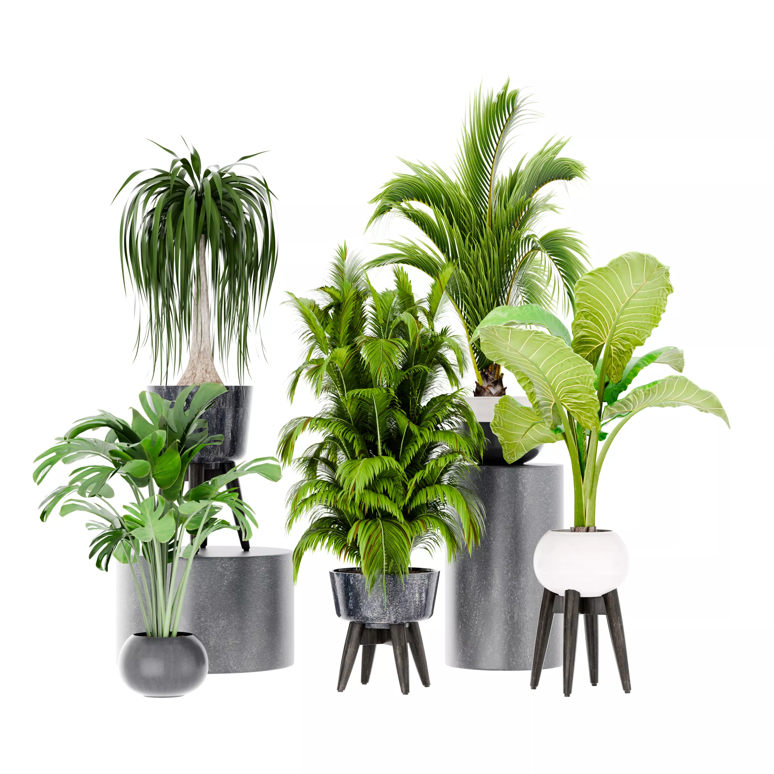 Tropical plants collection Low-poly 3D model