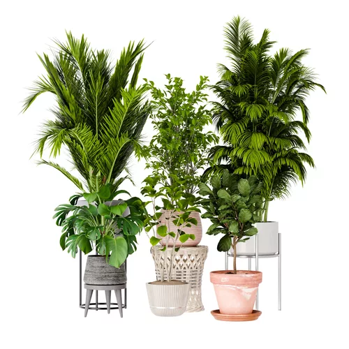 Tropical  Foliage Plants Collection