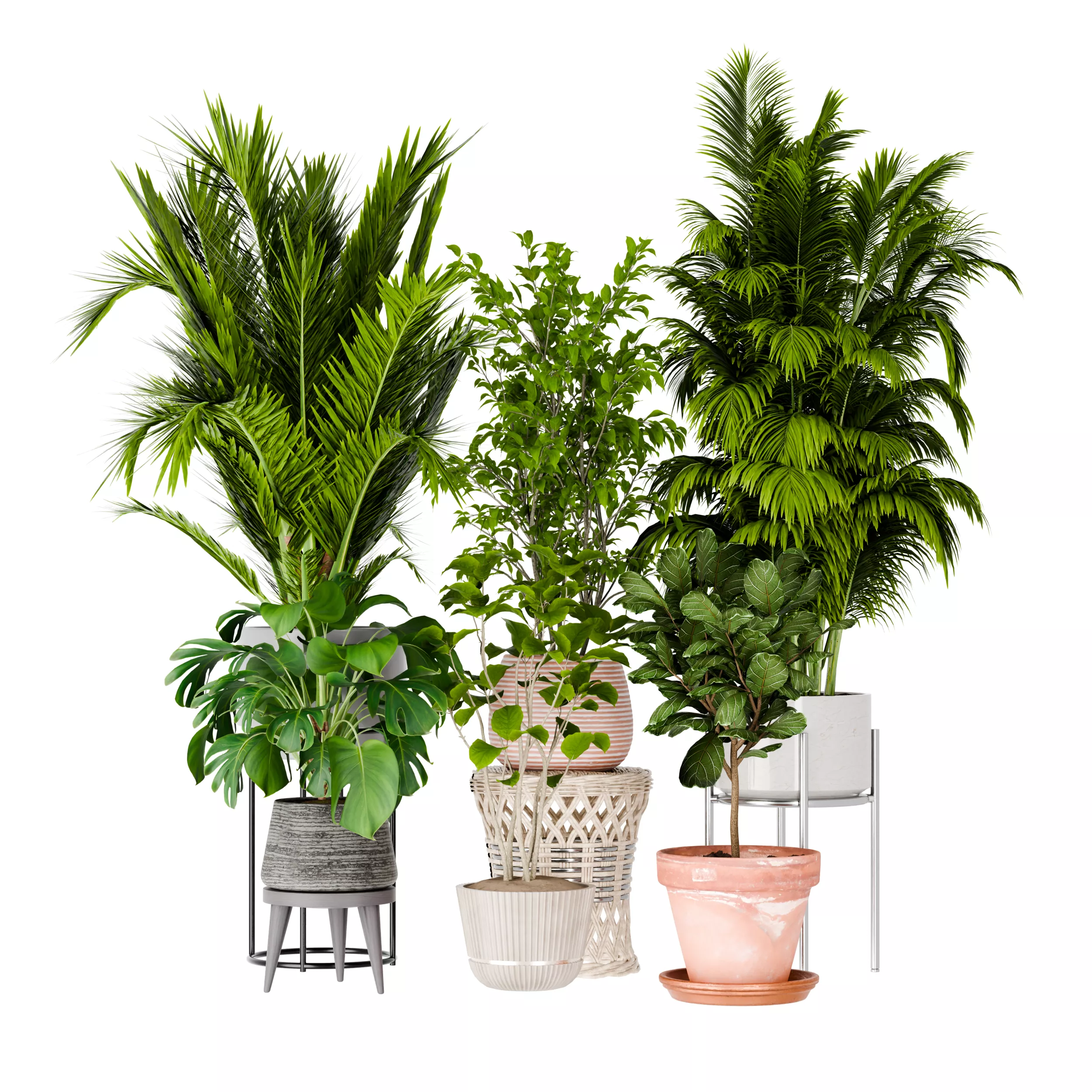 Tropical Foliage Plants Collection Low-poly 3D model
