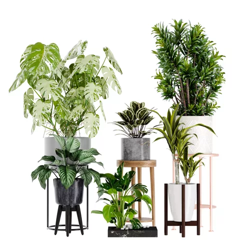 Variegated Indoor Plants