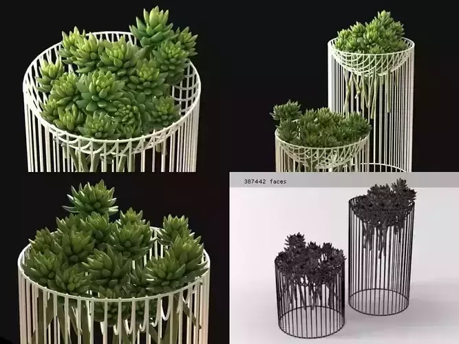 Succulents four metal vases