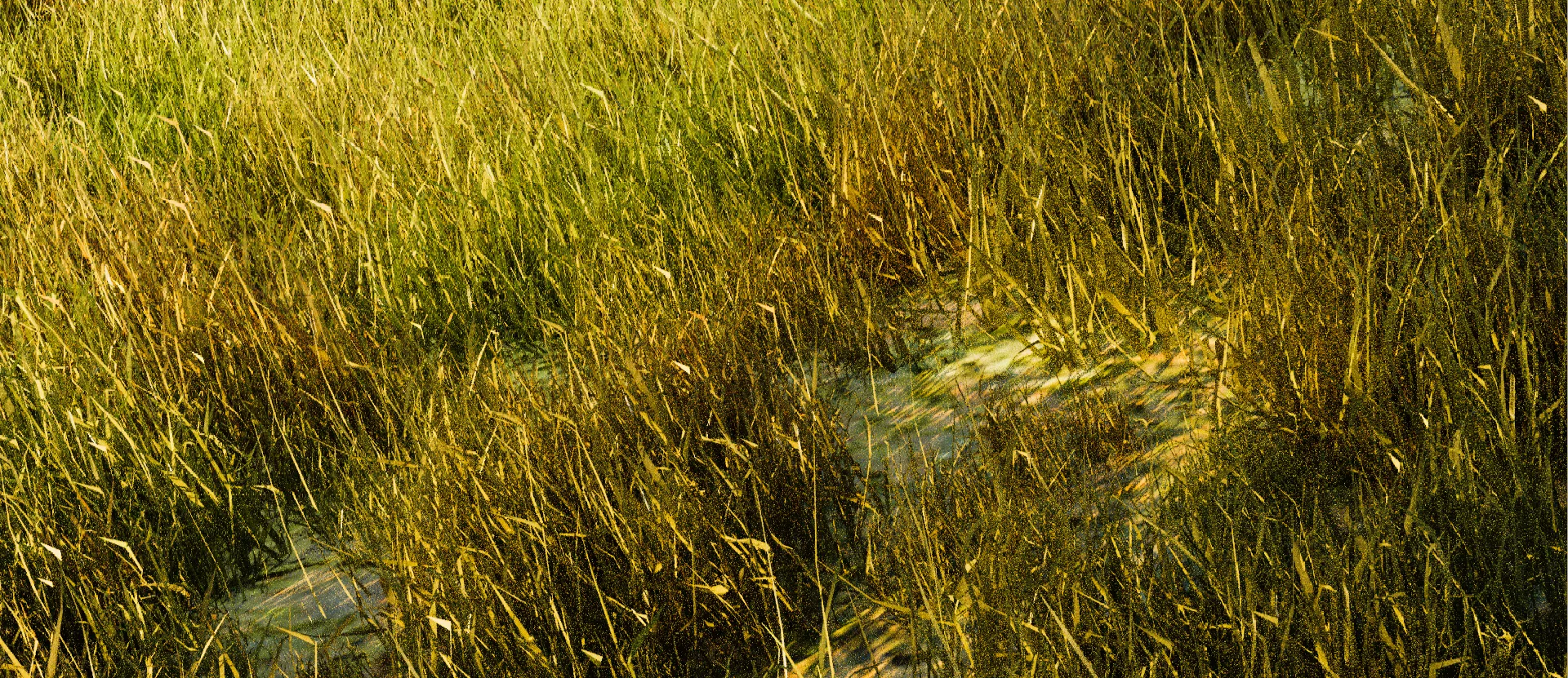 Grass 3D print model