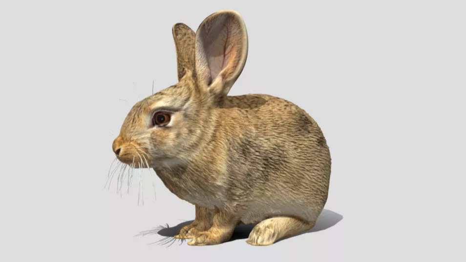 Realistic Rabbit 3D Model Low-poly 3D model