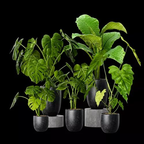 Monstera Philodendron Plants