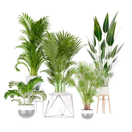 Tropical plants collection set