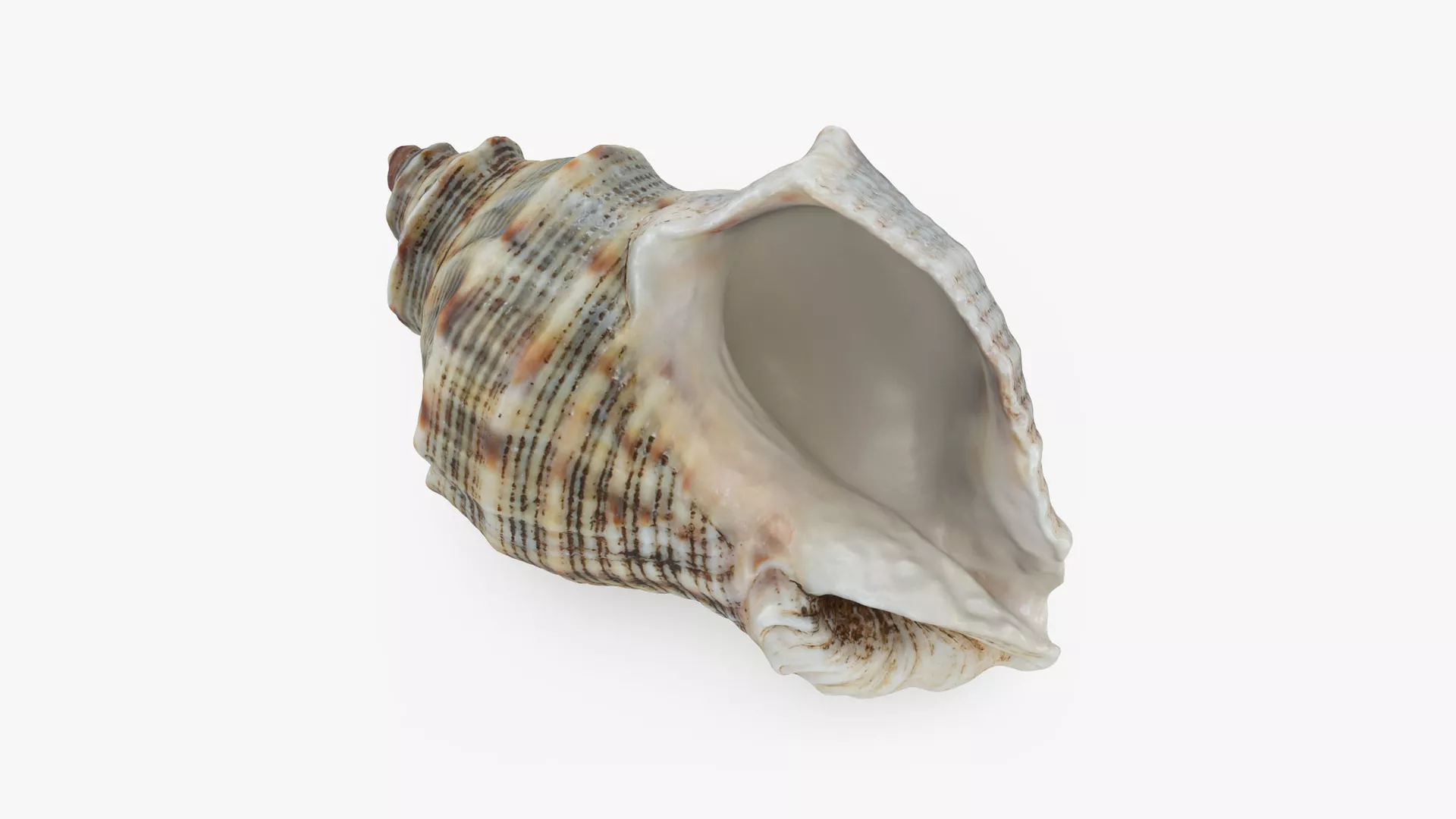 Cockleshell 2 Low-poly 3D model