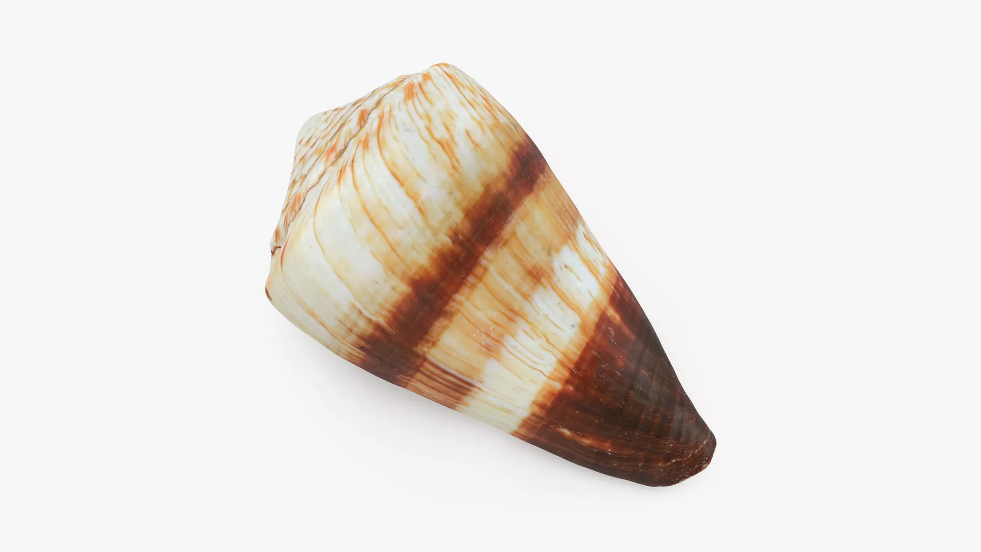 Conus Miles Low-poly 3D model