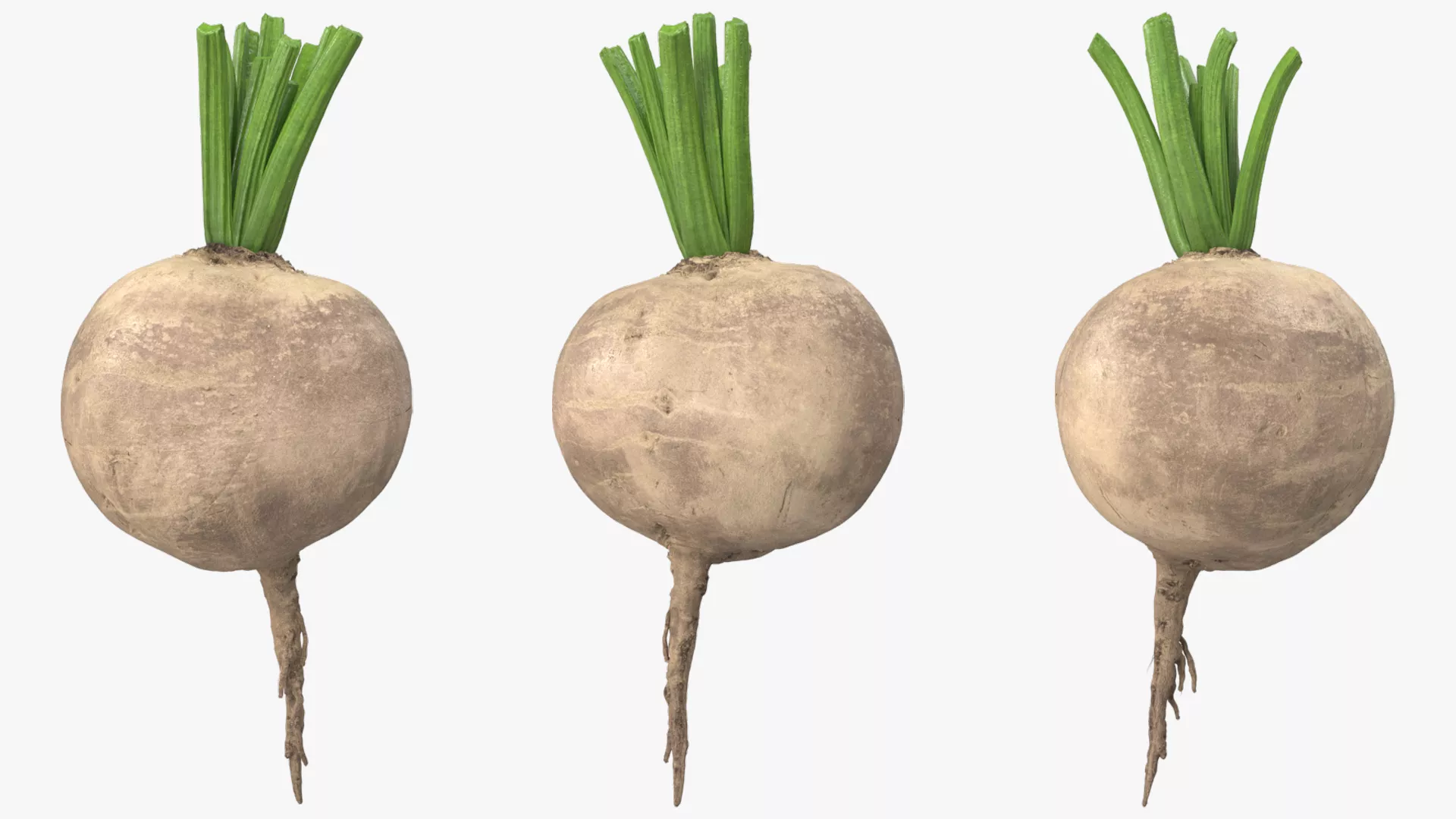 Raw Sugar Beet with Stem White Fur 3D model