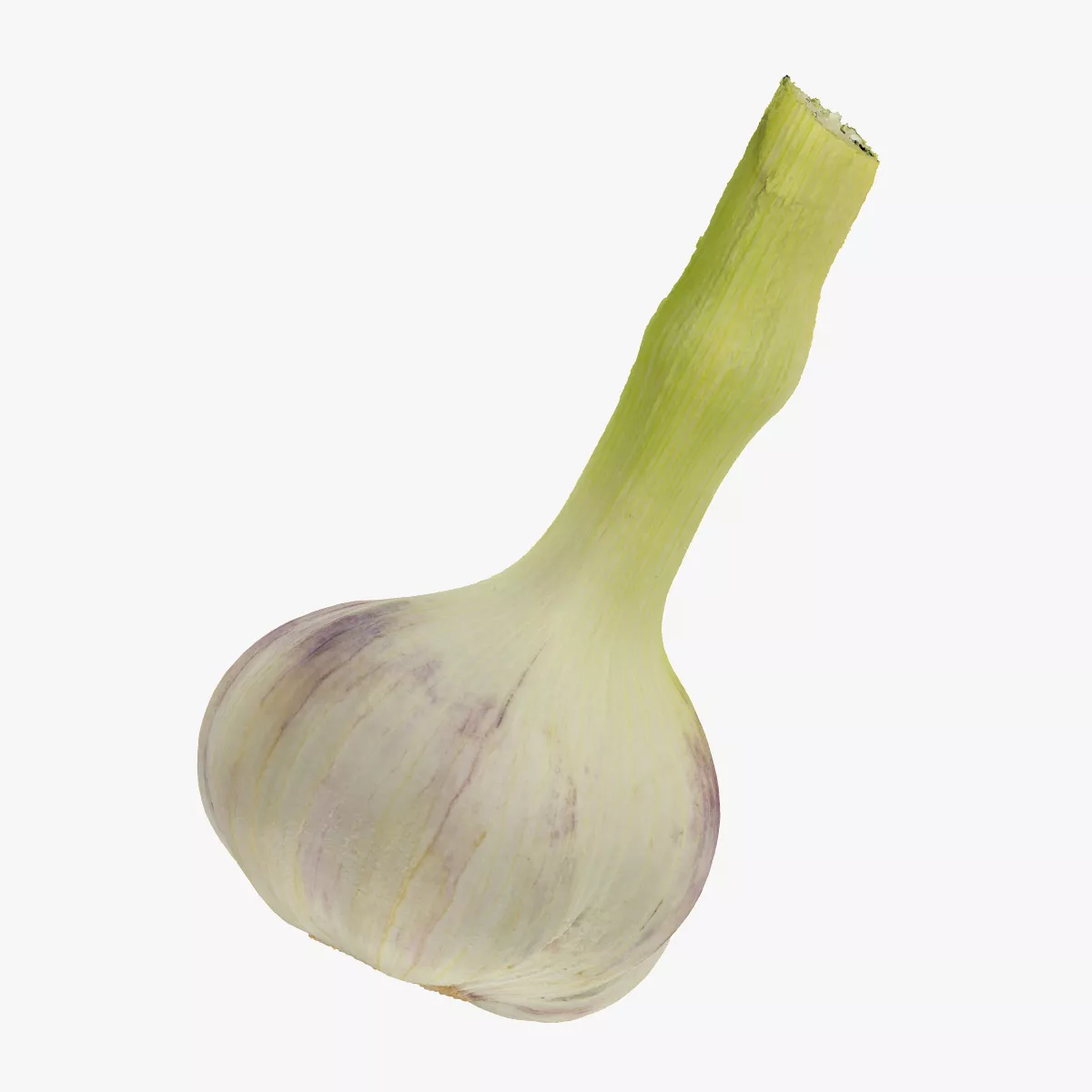 Hardneck Garlic 02 RAW SCAN 3D model