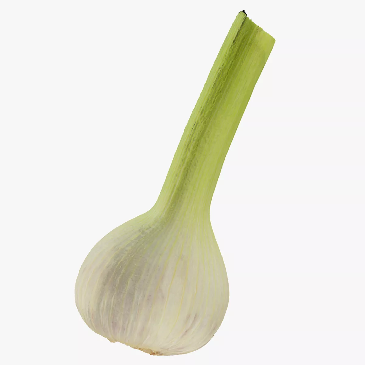 Hardneck Garlic 03 RAW SCAN 3D model